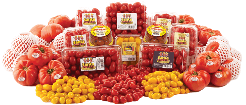 SantaSweets Tomatoes