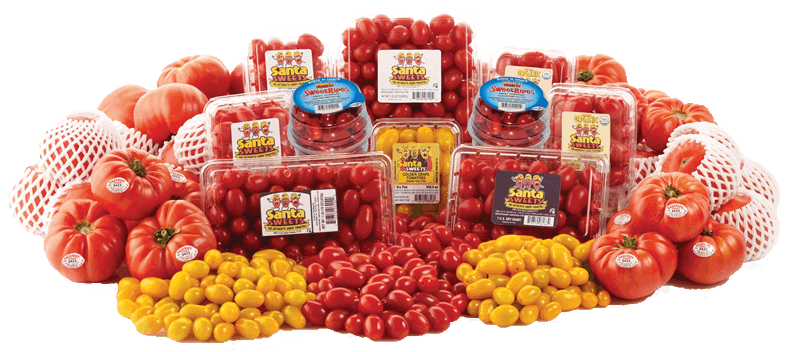 SantaSweets Tomatoes