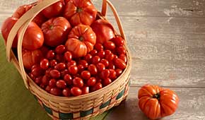 Grow your own tomatoes at home