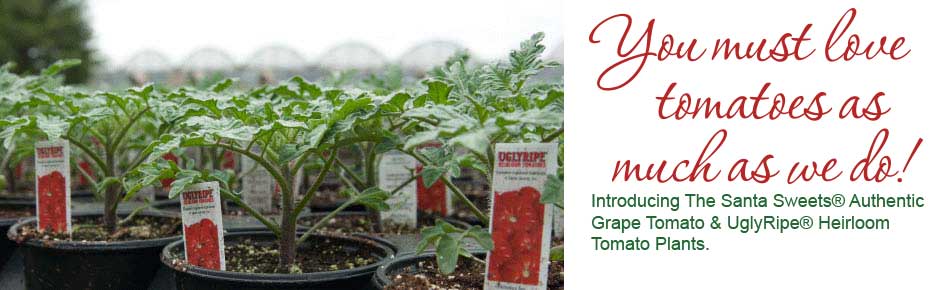 Introducing The Santa Sweets&reg; Authentic Grape Tomato and UglyRipe&reg; Heirloom Tomato Plants.